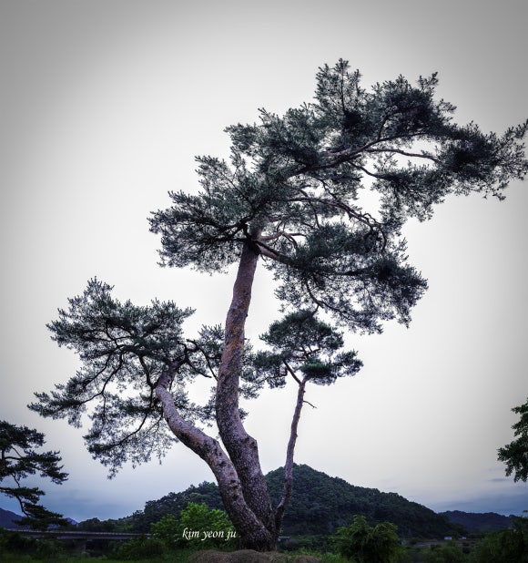 목계반점 이미지