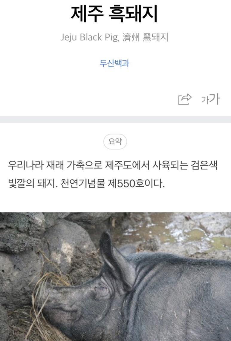 하루방똥돼지 이미지