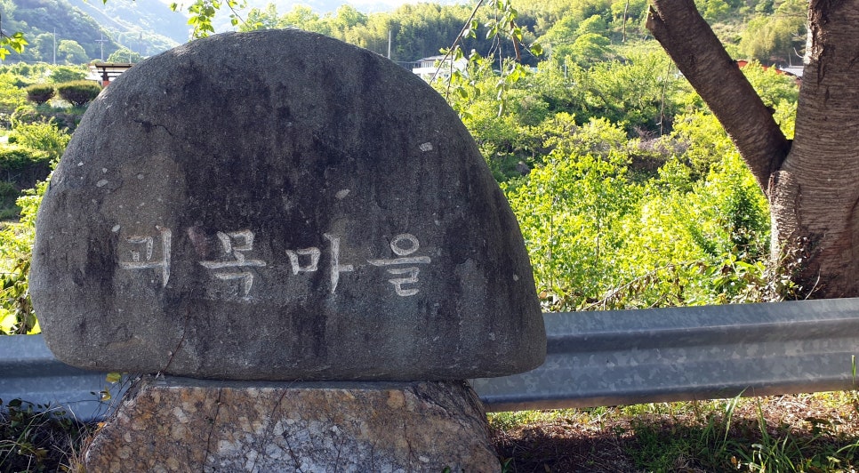 괴목 이미지