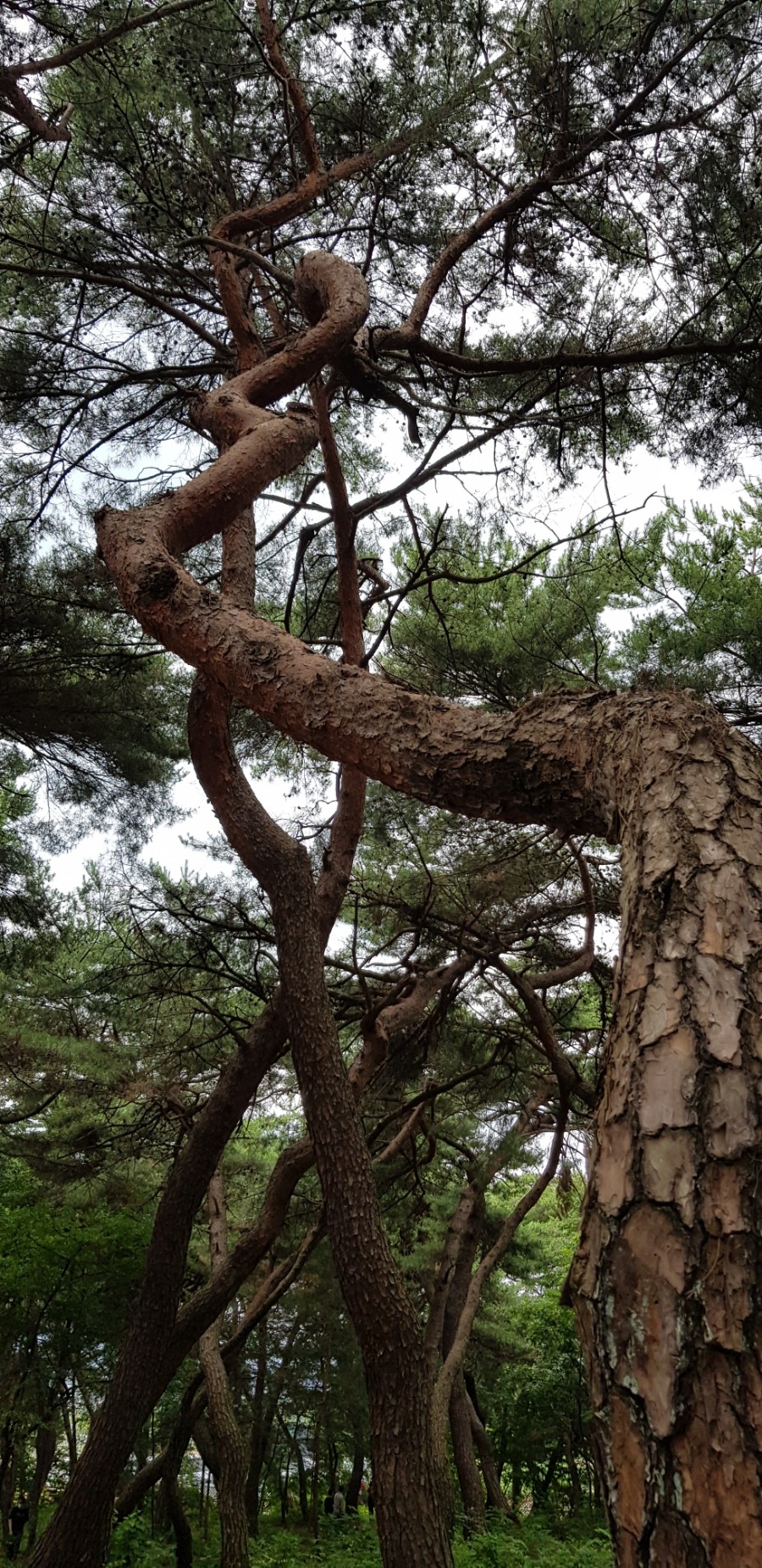 삼릉회식당 이미지