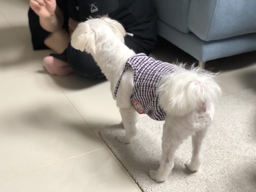 어라운드 퍼피 이미지