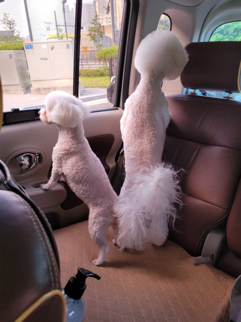 샤샤미용실 이미지
