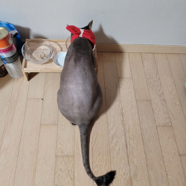 야옹아놀자 이미지
