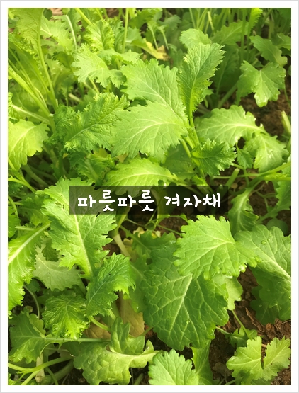 청풍오리 이미지
