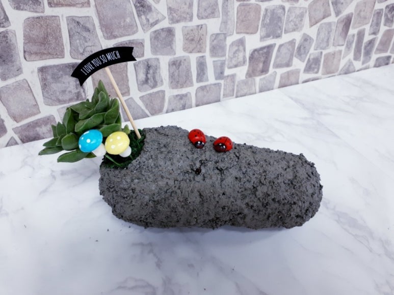 인천다육 이미지