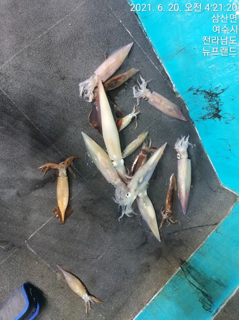 뉴프렌드호 이미지