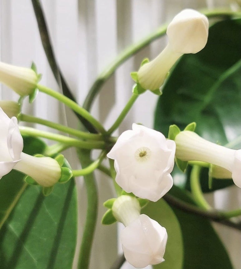 자라다plant 이미지