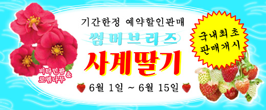 로뎀트리로뎀나무 이미지