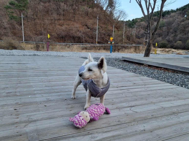 여울애꽃물들인 이미지