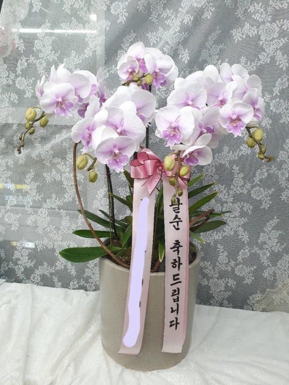 뮤리엘플레르 이미지
