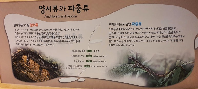 꽁이 이미지
