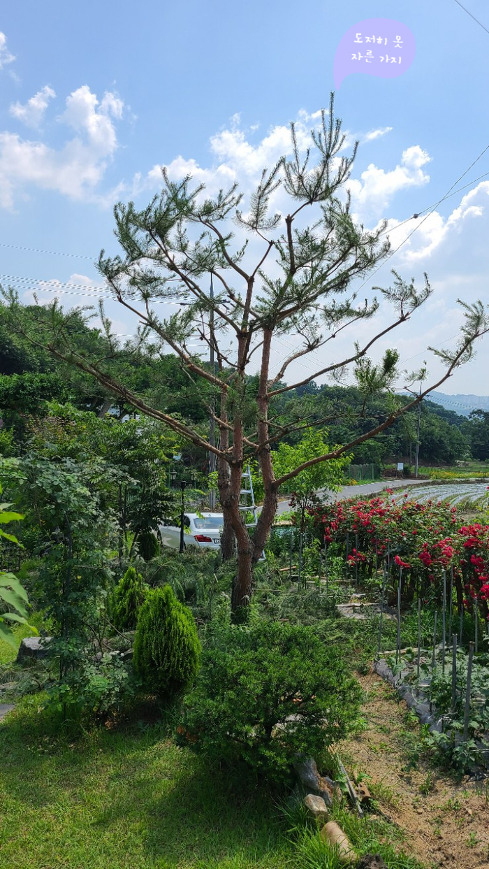소나무화훼 이미지
