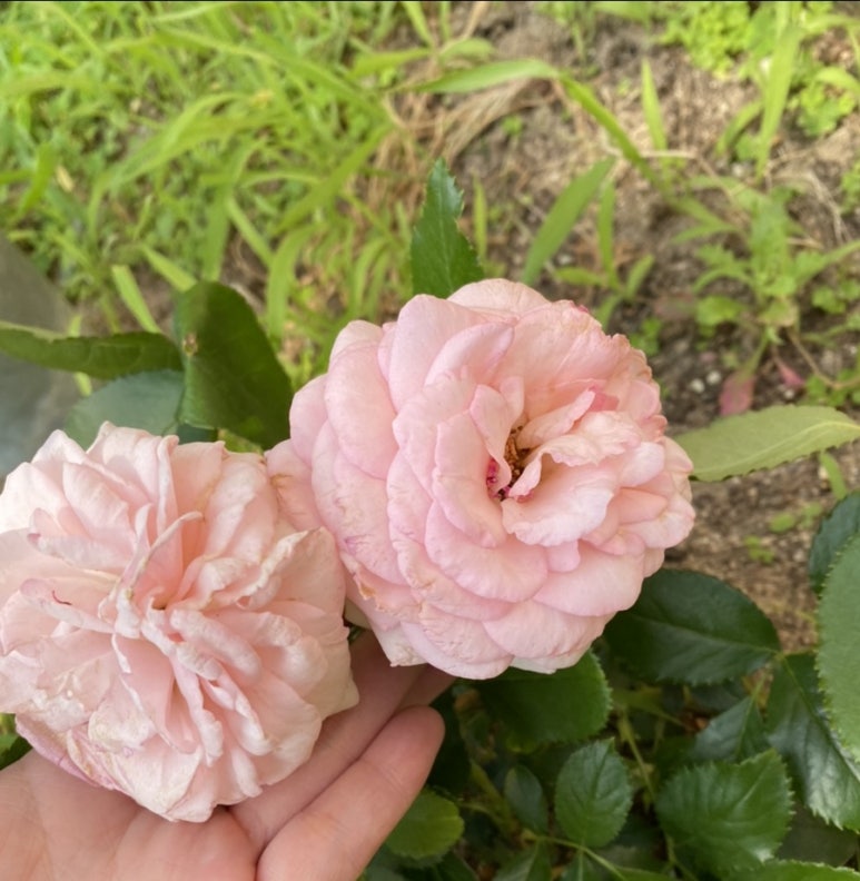 달콤달콤 이미지