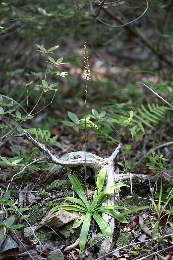 질경이수원 이미지