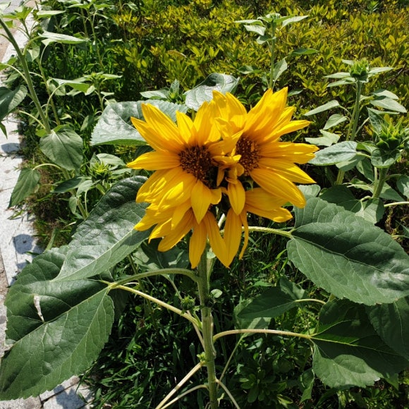 키다리식품홍천휴게소서울 이미지