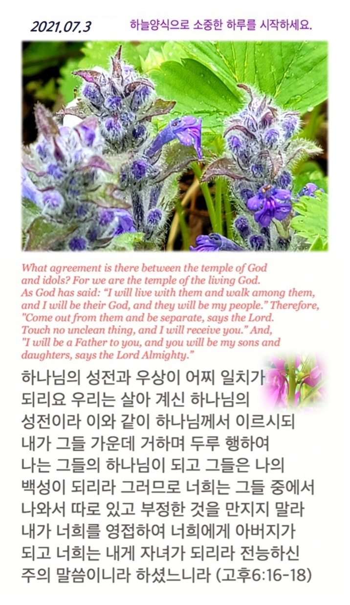 에셀나무 이미지