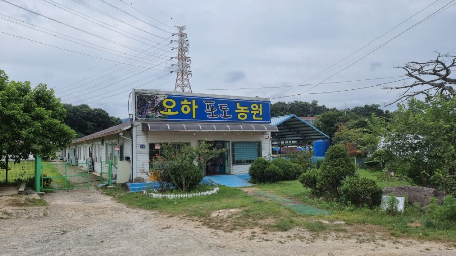 오하포도농원 이미지