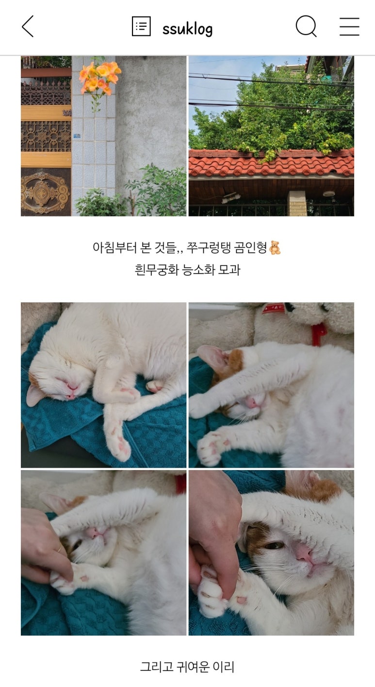 스시올리브 이미지
