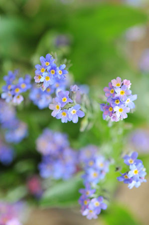 물망초forgetmenot 이미지