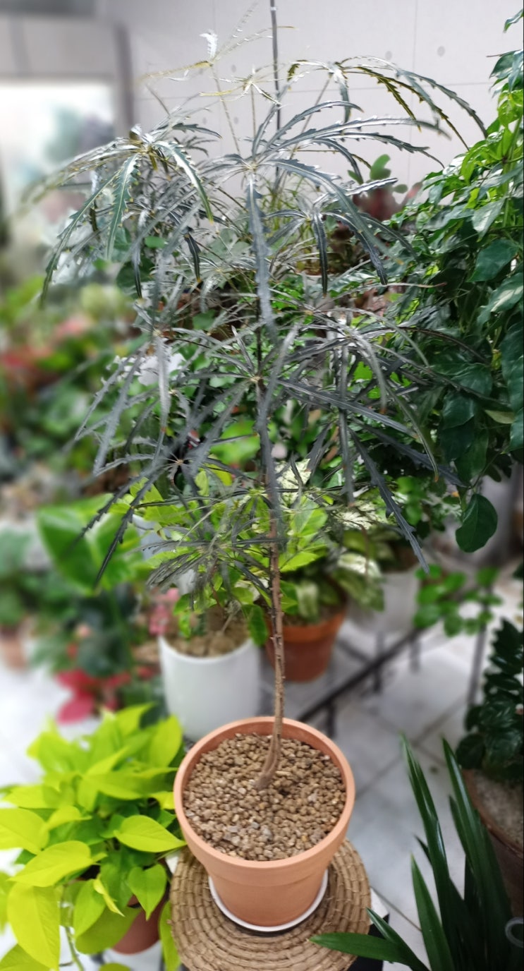 삼부꽃집 이미지