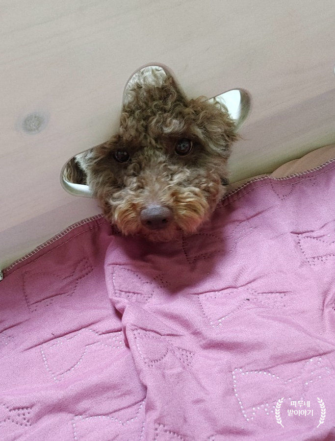 마루네일 이미지