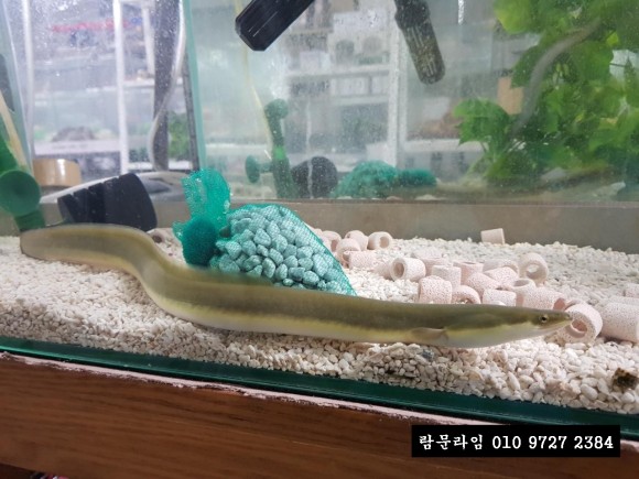 한강장어 이미지
