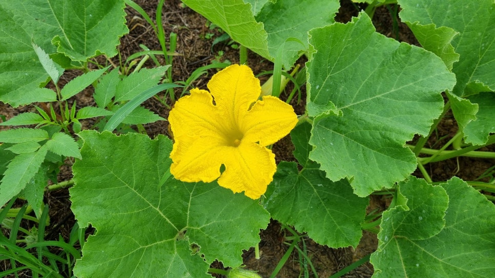서종주 이미지