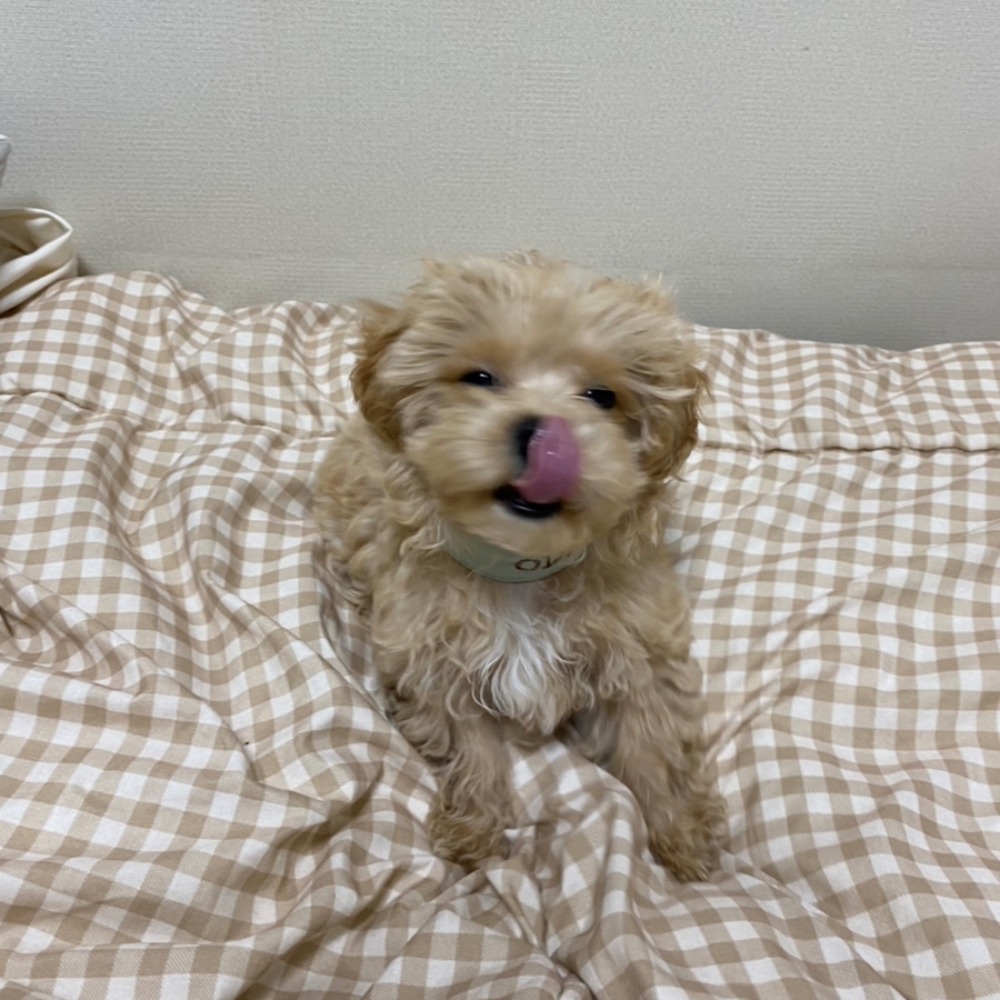 르메이애견 이미지