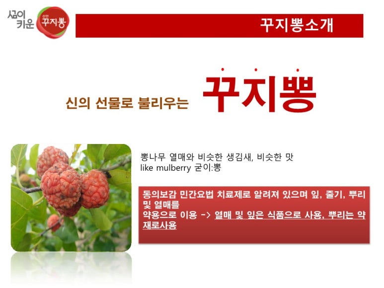 신안꾸지뽕 이미지