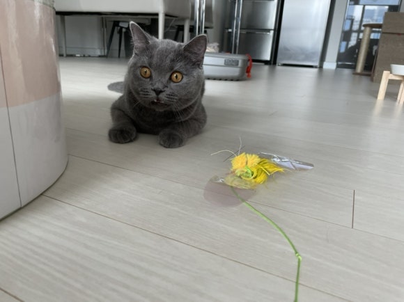 오스테리아주 이미지