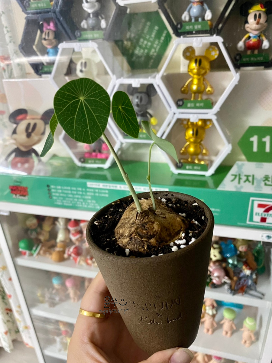 낭만킴 이미지