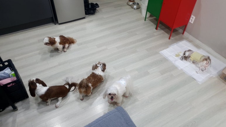 런닝독 이미지