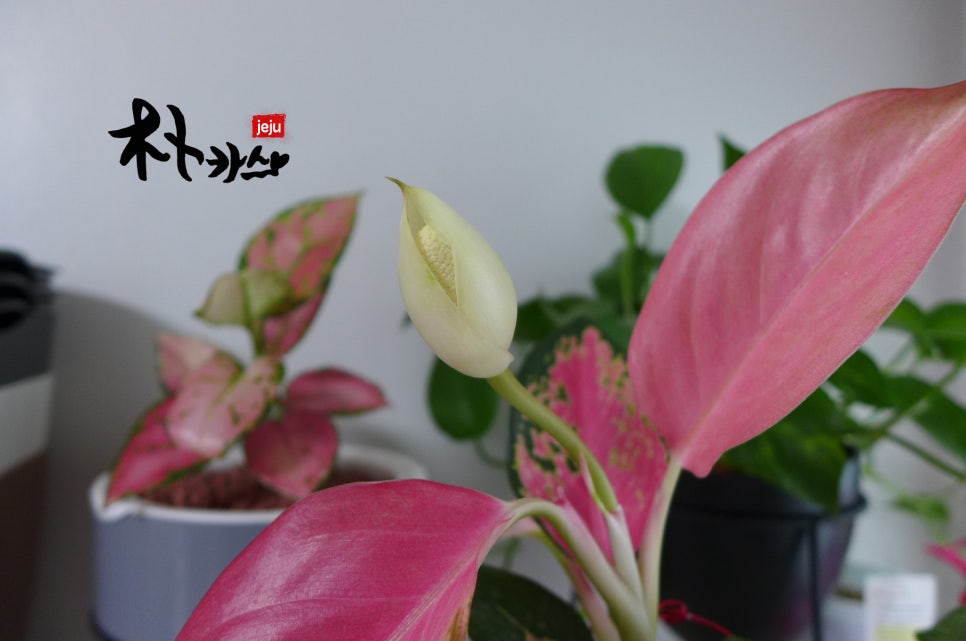 아글라오네마 이미지