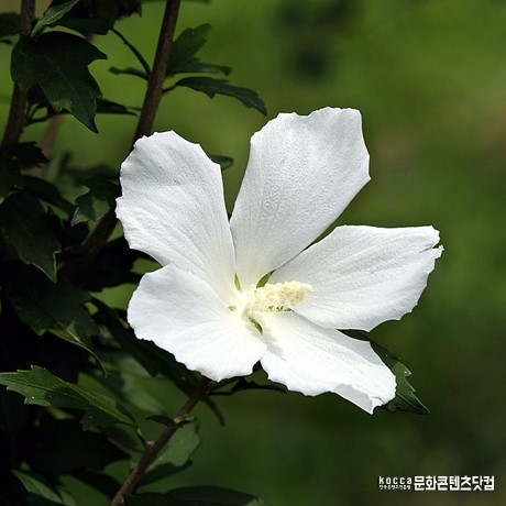 무궁화1983 이미지