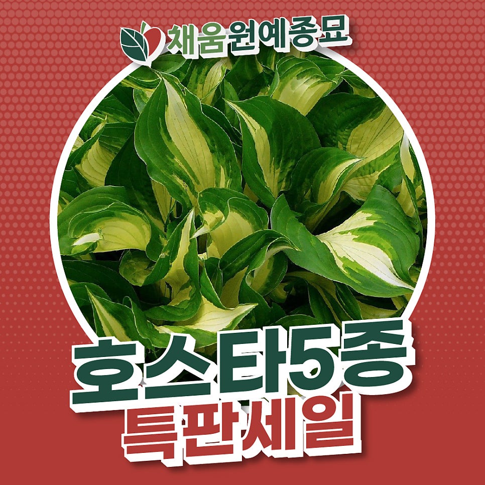 비비추꽃집 이미지