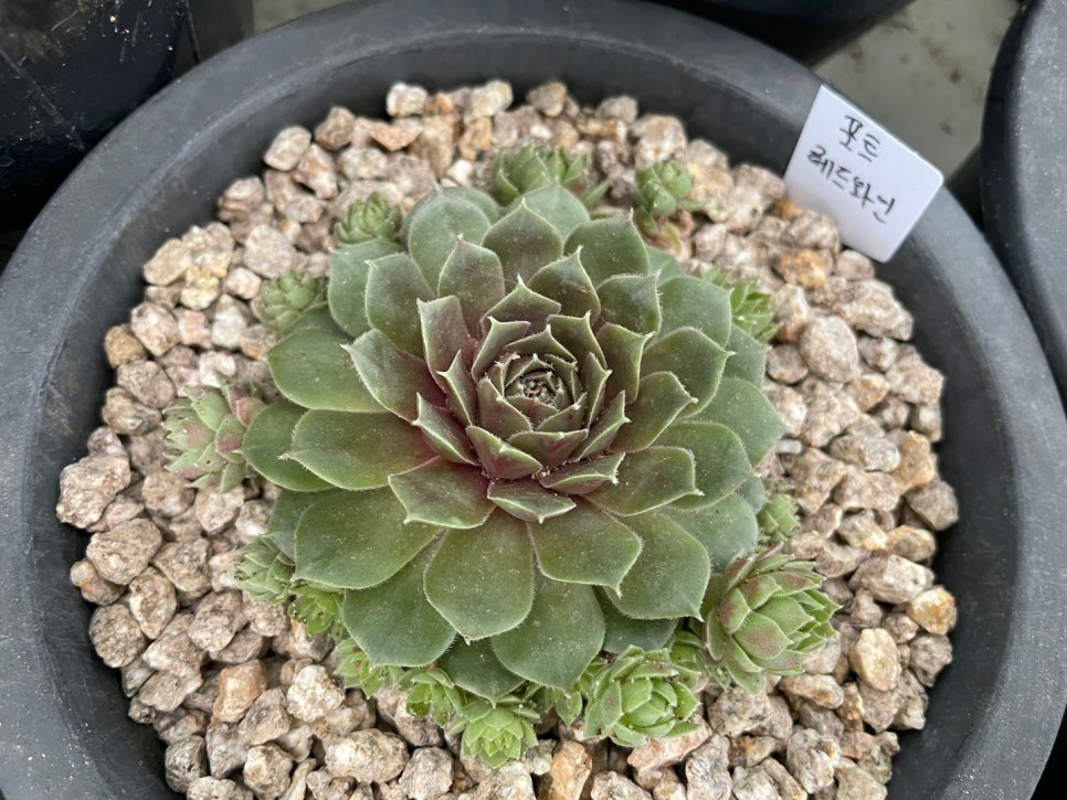 호산나꽃다육 이미지