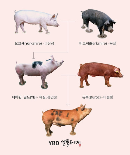 금돼지 이미지
