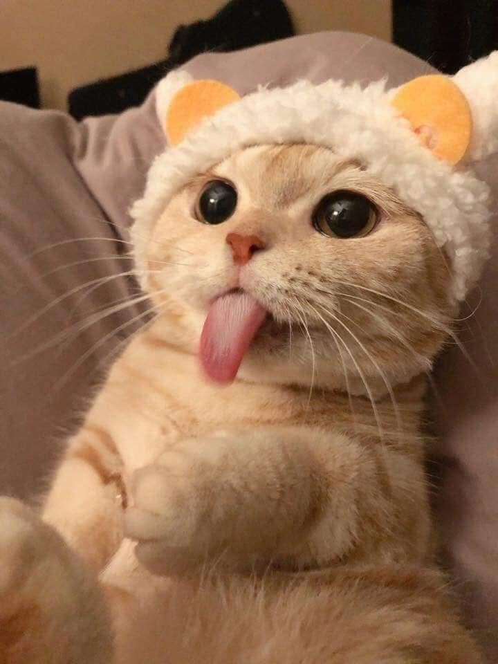 왕뼈 이미지