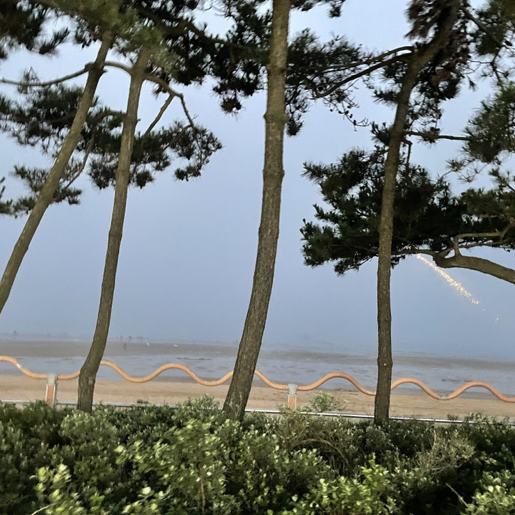만리포똥돼지 이미지
