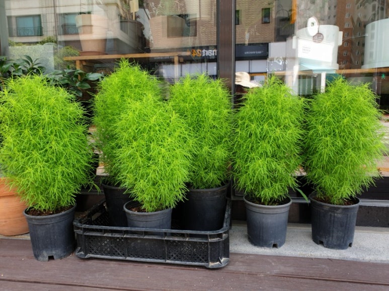 질경이수원 이미지