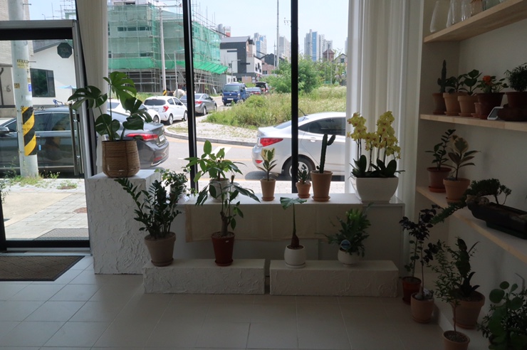 오느른꽃 이미지