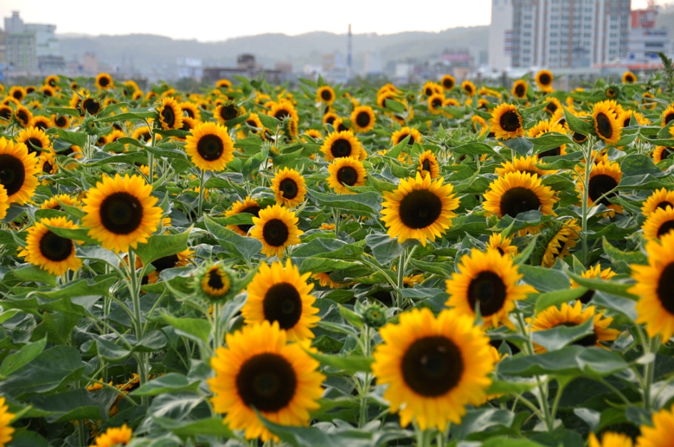 서종주 이미지