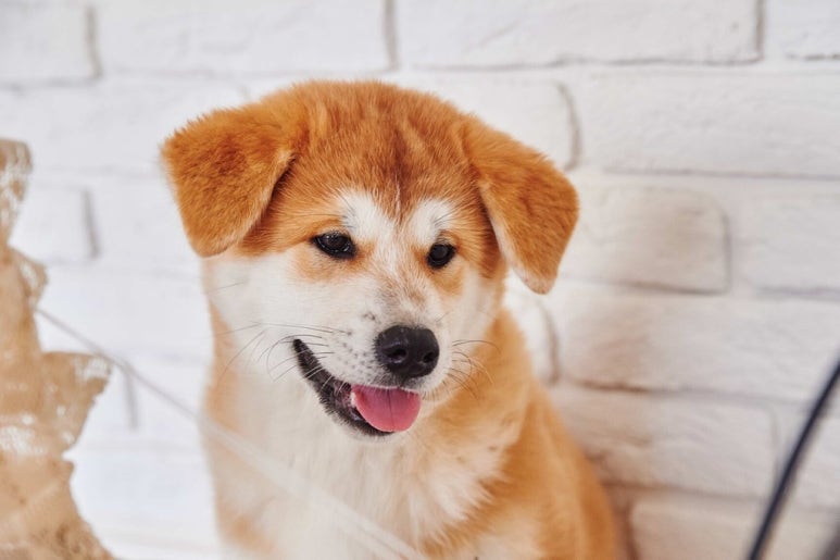 프로펫애견미용학원 이미지