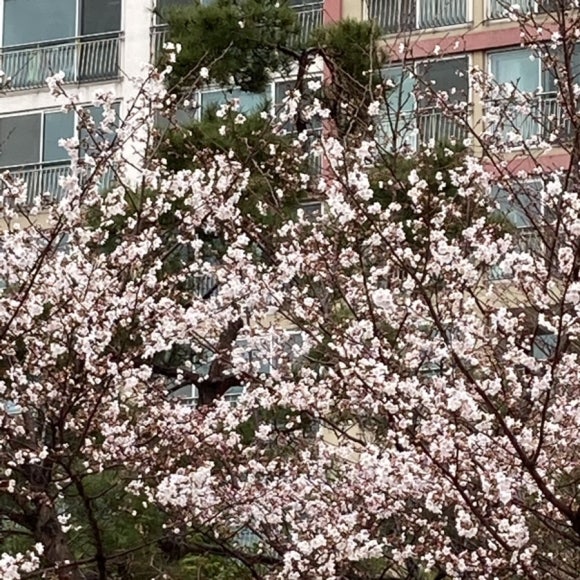 베네피코네일 이미지