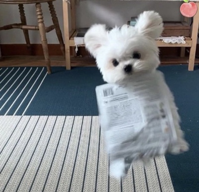 키토니(kitony) 이미지