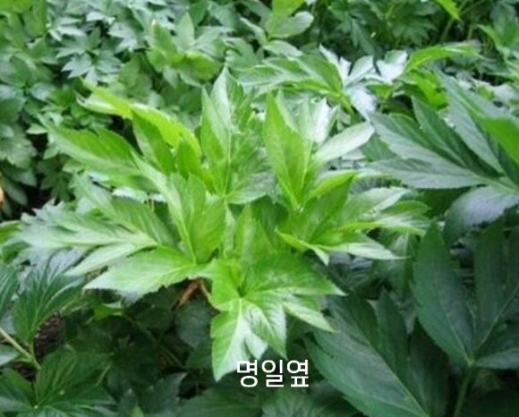 장수 엽록소 이미지