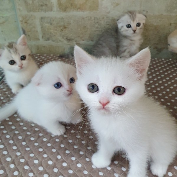 찌니헤어 이미지