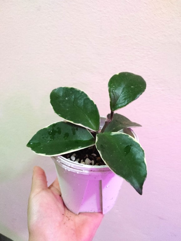 두야네 이미지