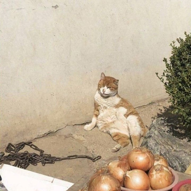 코지홈 이미지