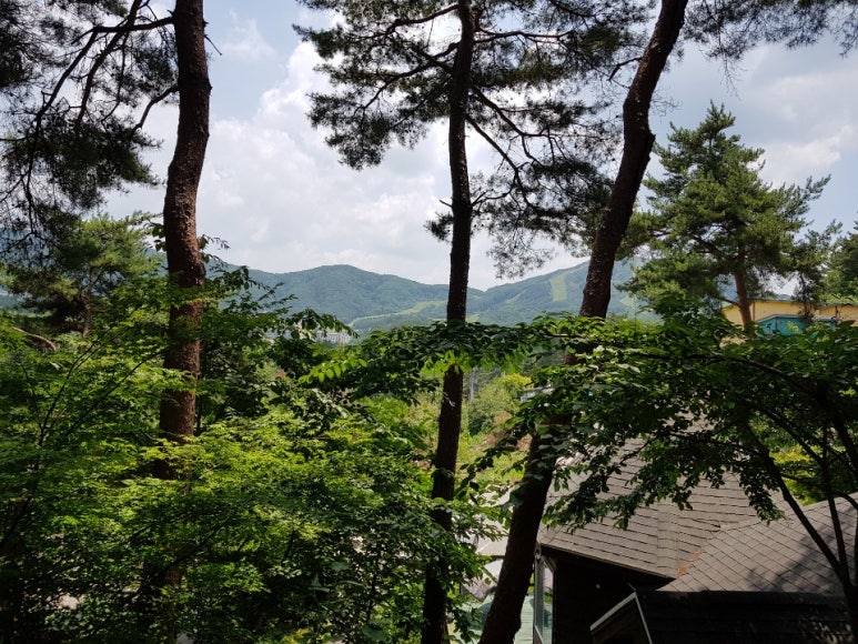 꿈꾸는소나무 이미지